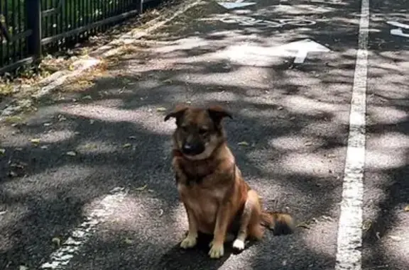 Собака найдена, Блюхера 46, Уфа