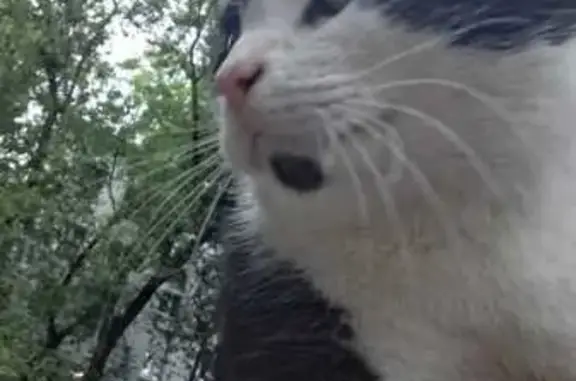 Кошка найдена: Нагорный бульвар, 6, Москва