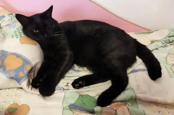 Кошка пропала, Ботанический сад, 5, Врнж