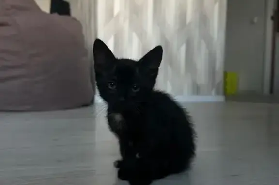 Найдена кошка, Нижний Новгород, фото: Котёнок найден: Деловая ул., 22, Н. Новгород