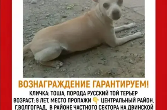 Пропала собака, Двинская ул., Волгоград