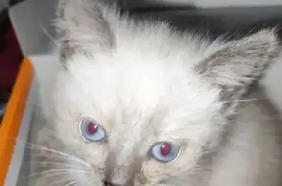 Котенок найден, ул. Соколова-Соколёнка, 7