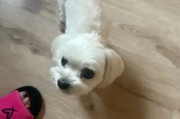 Найденные животные Братск, фото: Собака найдена, Коммунальная 1, Братск