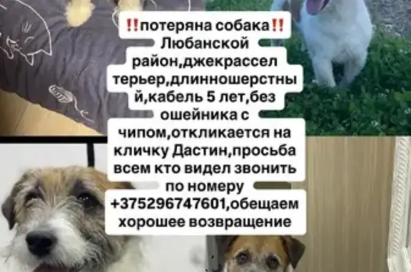 Пропала собака, Первомайский пер., Городятичи
