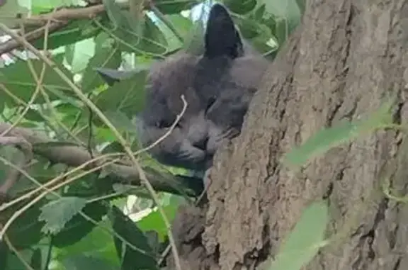 Кошка найдена на ул. Титова, 52, Волгоград