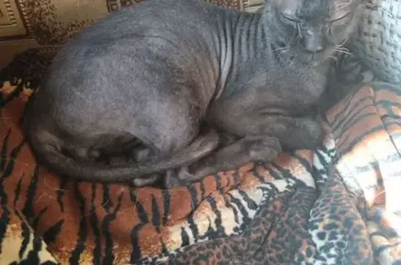 Кошки потеряшки, Московская область, фото: Потеряшка кошка на Владимирской улице