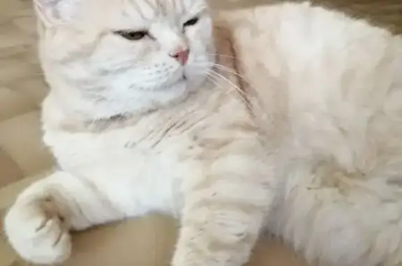 Кошки потеряшки, Кострома, фото: Потеряшка кошка, ул. Бляхина, 17/27, Кострома