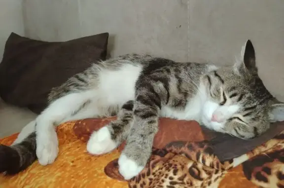 Кошка найдена: ул. Щорса, 55А, Крск