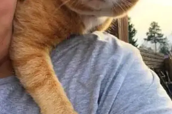 Кошки потеряшки, Элитовский сельсовет, фото: Потеряшка кошка, Элитовский с/с, Красноярск