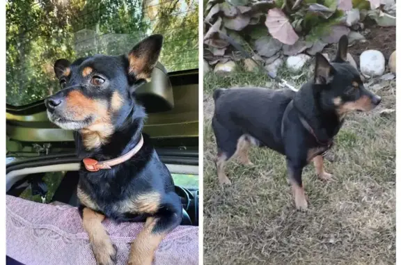 Потерянные животные Биянское, фото: Пропала собака в Биянском поселении