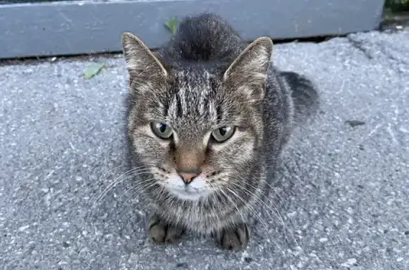 Найдена кошка, Пермь, фото: Кошка найдена у подъезда на Сигаева 2А