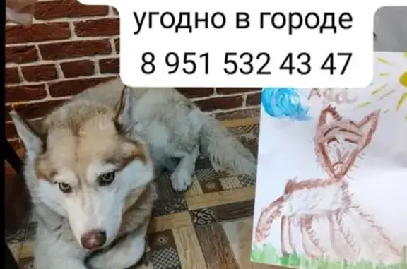 Пропала хаски, Железнодорожная 104
