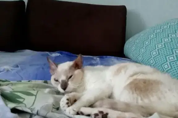 Кошка найдена: Полюсная ул., 60, Тула