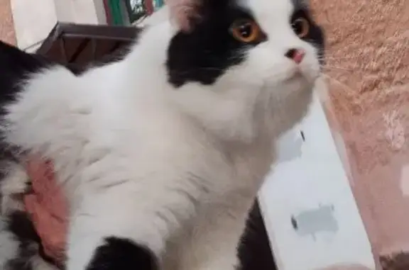 Кошка найдена: Московская ул., 5, Крск