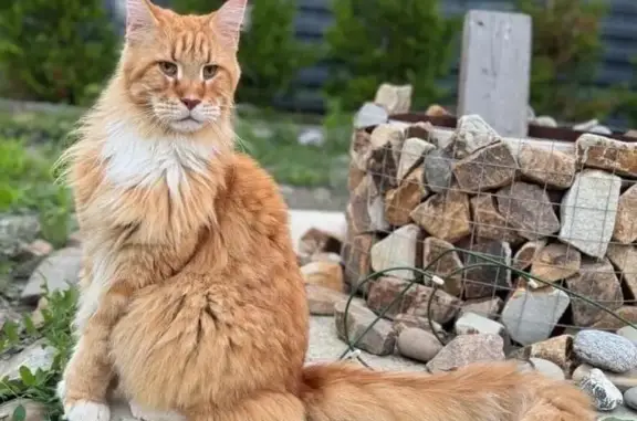 Пропала кошка, Толучеевский пер., 1, Воронеж