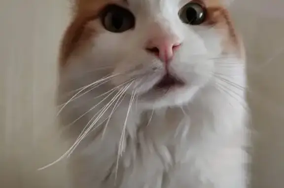 Кошки потеряшки, Коркино, фото: Потеряшка кошка, Безымянный пер., 13, Коркино