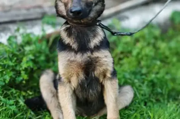 Найдена собака, Уфа, ул. Островского 21 к1