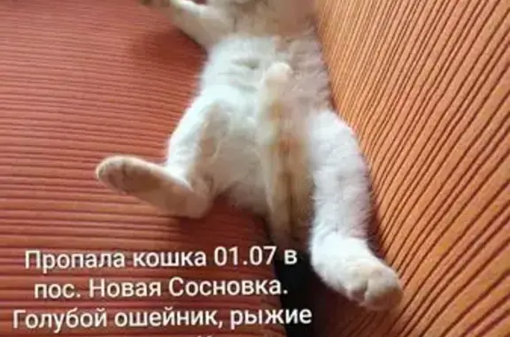 Кошка пропала, ул. Машиностроителей 18/35