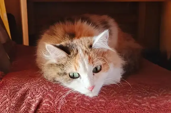 Пропала кошка, Кавалерийская 1А, Барнаул