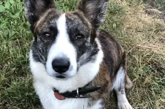 Собаки потеряшки, Подлубовский сельсовет, фото: Потеряшка собака, Подлубовский, Башкортостан