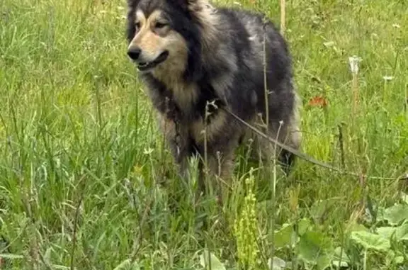 Собака найдена: 2-я Дорожная ул., 29