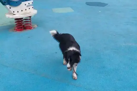 Собака найдена у ДК, Площадь Ленина, Щёкино