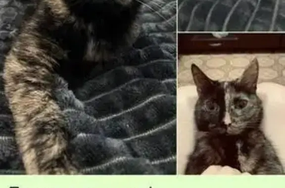 Пропала кошка, ул. Молодежный, Верхняя Салда