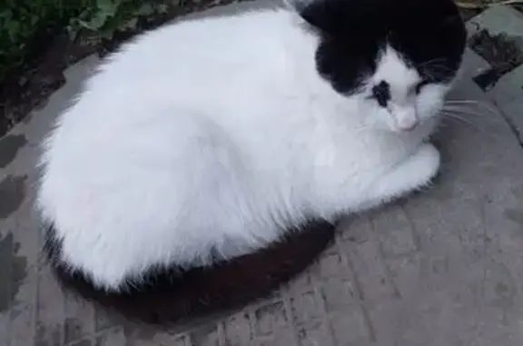 Найдена кошка, Ульяновск, фото: Кошка найдена: Железнодорожная 1, Ульяновск