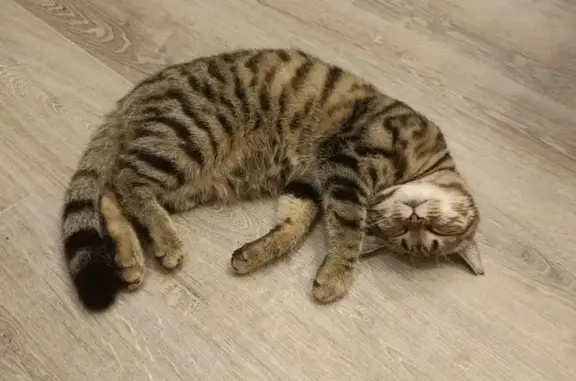 Найдена кошка, Кемерово, фото: Найдена кошка, ул. Серебряный Бор, 21