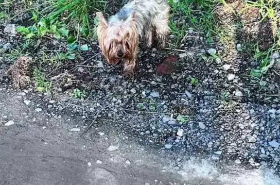 Йоркширский терьер найден в Вологде, Окружное 78