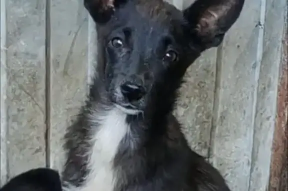 Найдена собака, Черемшан с., фото: Срочно! Собаки отловлены в Черемшане, ул. Советская, 25