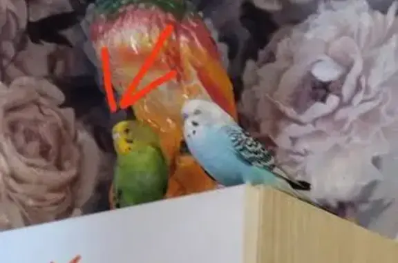 Пропала самка попугая, Школьный посёлок