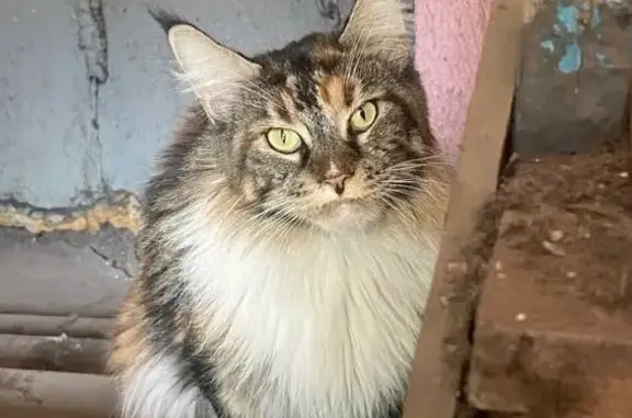 Кошка найдена на Устиновича, 26, Красноярск