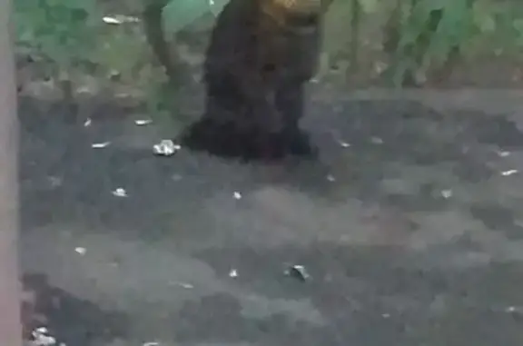 Кошка найдена: Лечебная 20, Москва