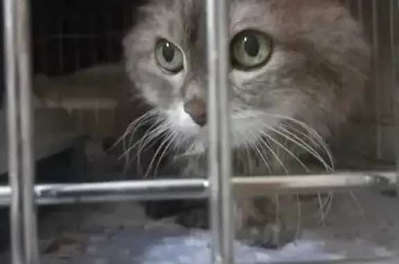 Найдена кошка, Уфа, ул. Калинина, 19