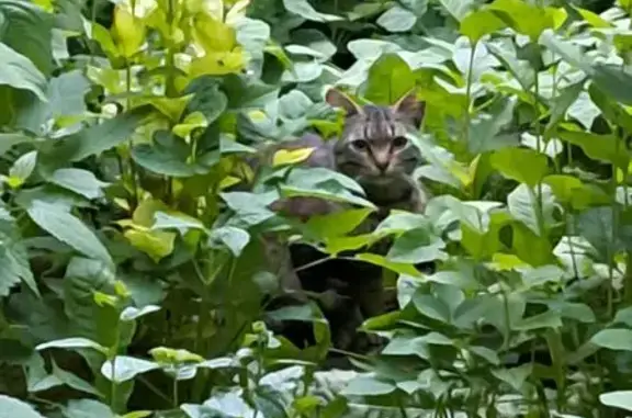 Найдена кошка, Кострома, фото: Кошка найдена: Ново-Полянская 10, Кострома