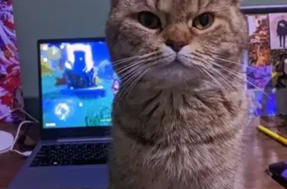 Кошки потеряшки, Волгодонск, фото: Потеряшка кошка, Союзный пер., Волгодонск