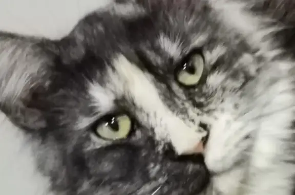 Пропала кошка, Смоленская обл., 66Н-0350