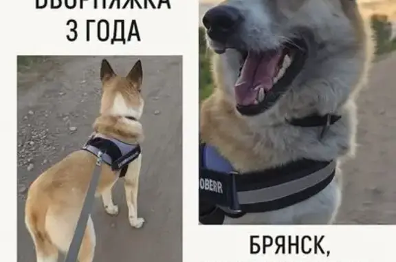 Пропала собака у школы №57, ул. Пархоменко