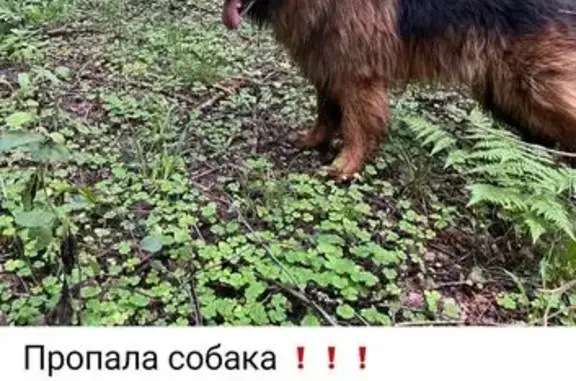 Пропала собака: 17Н-6, Клязьминское сп.