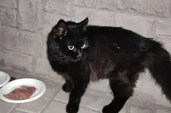 Кошка найдена на ул. Нансена, 103/1