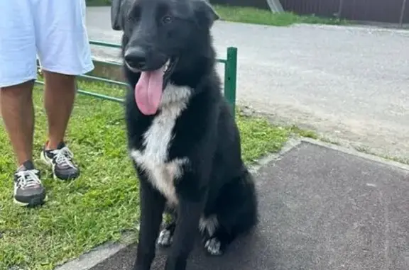 Найдена собака, Жаворонки, фото: Собака найдена, ул. 1-я Слобода, Жаворонки