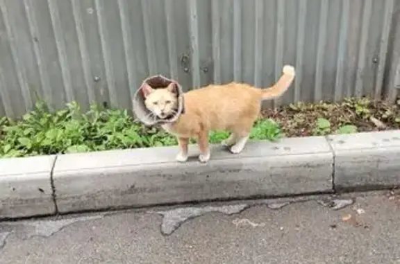 Кошка найдена у Машиностроителей 32