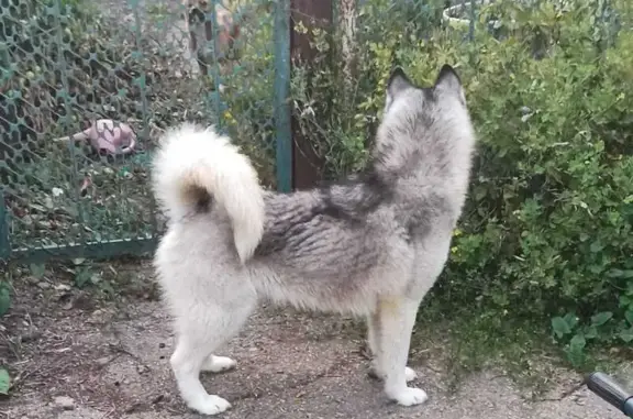 Найдена собака, Старомышастовская, фото: Найден хаски, Старомышастовская