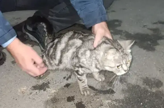 Шотландская кошка найдена, Гастелло 9, Чебоксары
