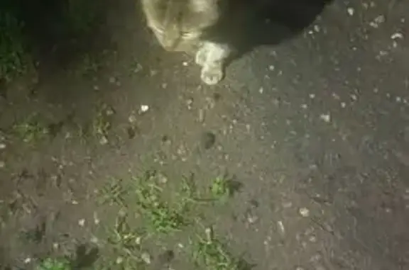 Найдена кошка, Ярославль, фото: Бенгальская кошка найдена, Волгоградская 57