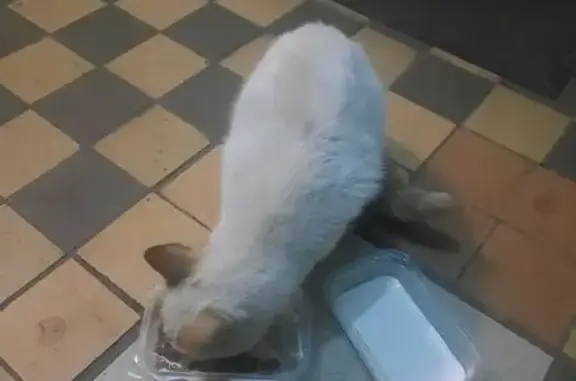 Кошка найдена: Карамышевская наб., 22 к1