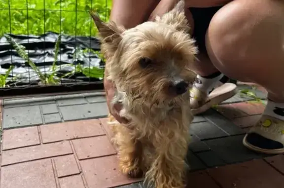 Найден йоркширский терьер на ул. Яналова