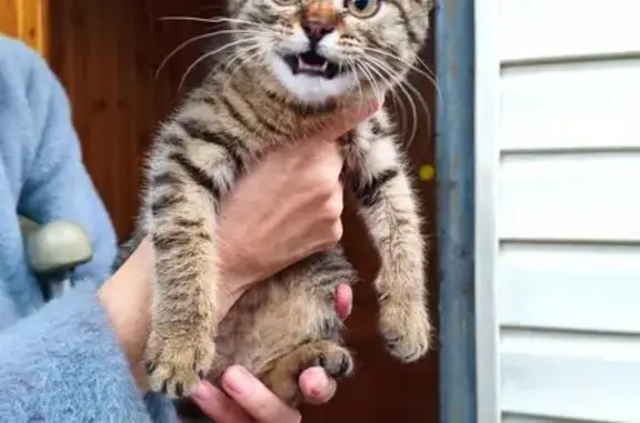 Котёнок найден: Бакинская ул., 1, Пенза