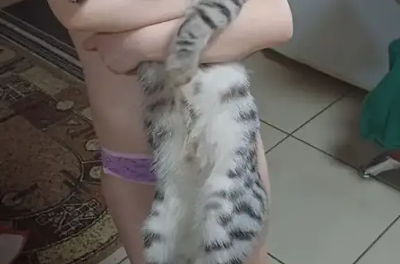 Пропала кошка, ул. Лейтенанта Бовкуна, 11